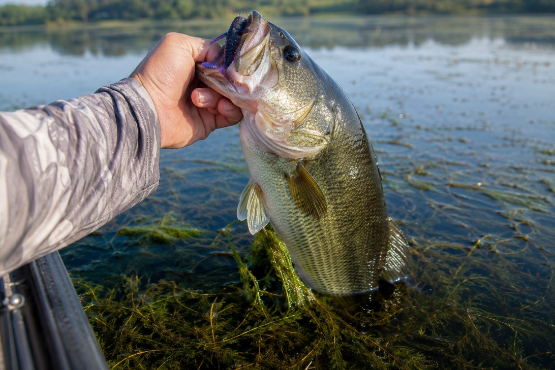 Largemouth bass caught in Bay of Quinte weedbeds
