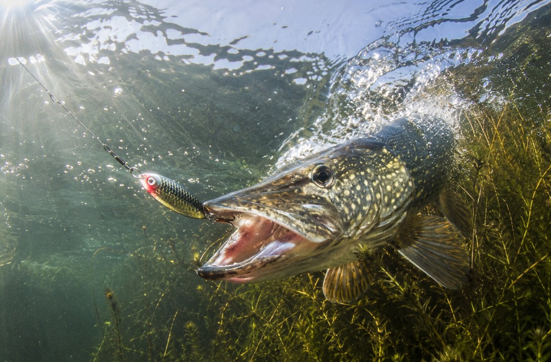 Northern pike striking a spoon on a Quinte weed edge